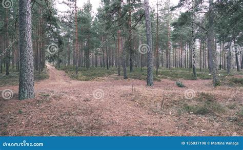 Naked Pine Tree Forest Before Winter Vintage Retro Look Stock Photo