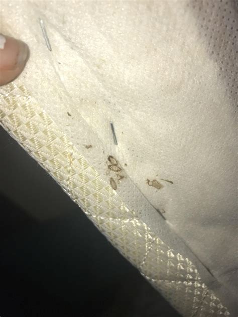 Pictures Bed Bug Bites On Humans Bug Bed Bites Identify Abdomen