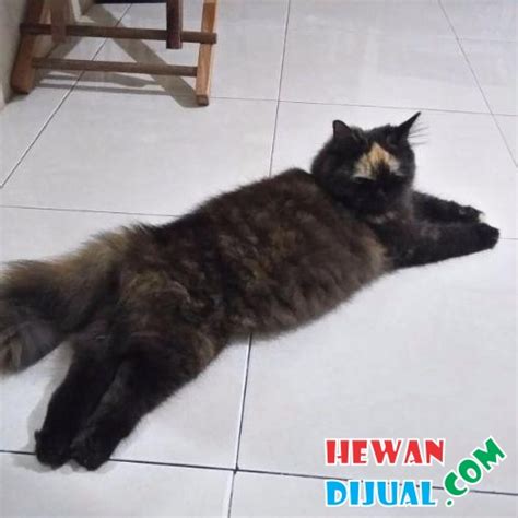 Kucing persia himlaya asli kucing persia himalaya adalah salah satu. Dijual Kucing Mix Persia Himalaya 9bln | HewanDijual.com