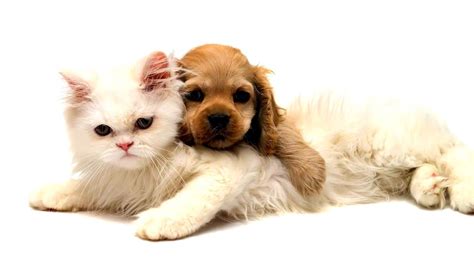 Cute Cats And Dogs Wallpapers Top Free Cute Cats And Dogs Backgrounds