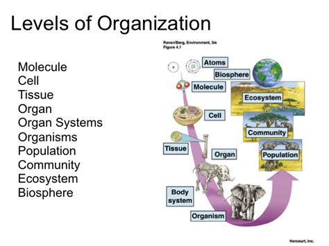 Levels Of Organization Worksheet