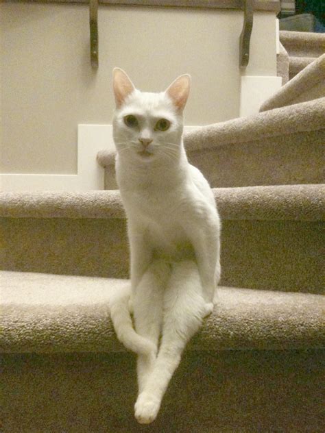 Just A Cat Sitting On Some Stairs Imgur