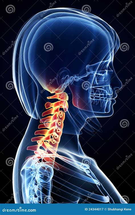 Female Neck Pain Anatomy Royalty Free Stock Photography Image 24344017