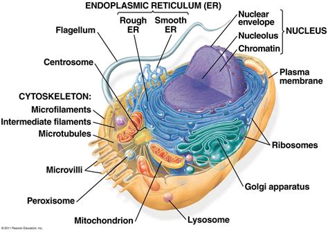 Discuss the different types of connective tissues in animals. Biology 101 > Jokinen > Flashcards > Biology Test 2 ...