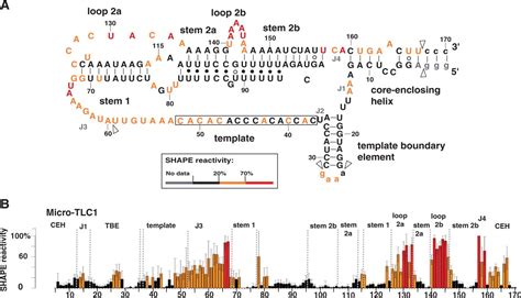 Refined Secondary Structure Models Of The Core Of Yeast And Human