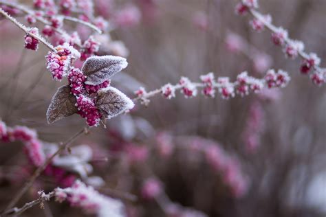 Winter Frost 7 Free Stock Photo