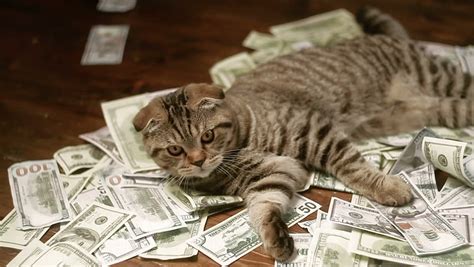 Money Doesnt Bring You Happiness Rsadcats