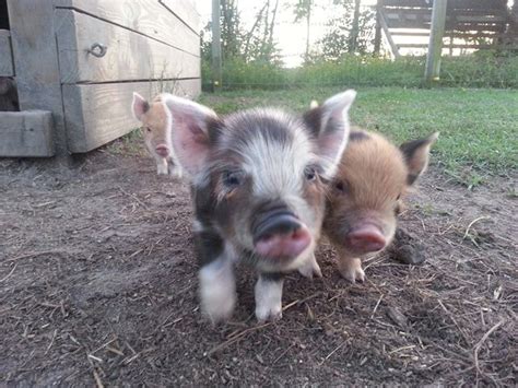 American Kunekune Pig Society Classifieds Cute Piglets Pet Pigs