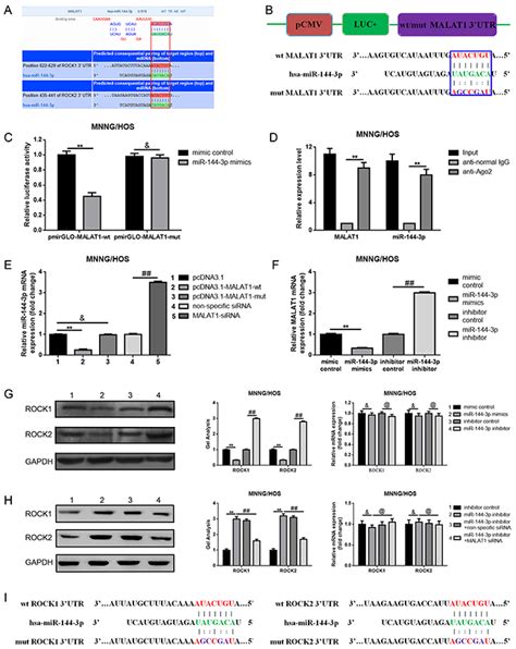 long non coding rna malat1 for promoting metastasis and proliferation by acting as a cerna of