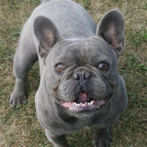 Poor printing on some not all at least half were unsellable. 18 Most Beautiful Blue French Bulldog Pictures