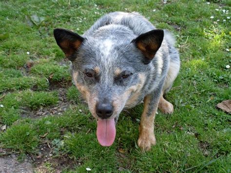 Blue Heeler Pet Adoption And Sales