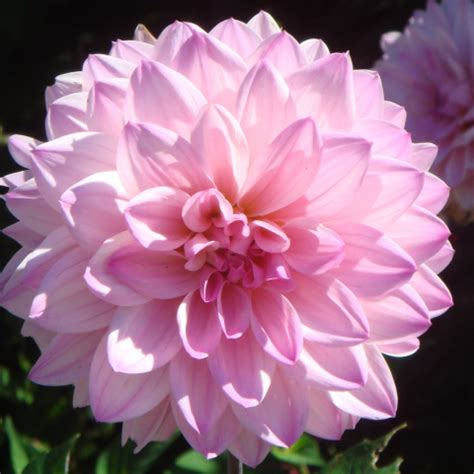Flower wallpaper for desktop download free wallpapers for pc. Pink Flower - We Need Fun