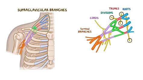 Anatomy Of The Brachial Plexus Osmosis