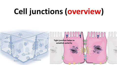 Cell Junction Overview YouTube