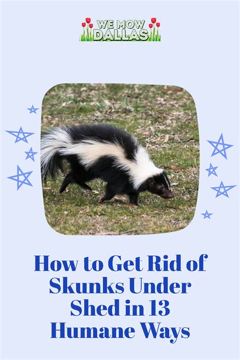 7 best ways to get rid of skunks in your yard – Artofit