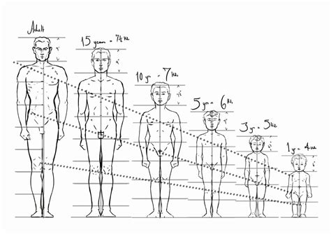 Figure Drawing Ideal Proportions At Various Ages Drawings Drawing