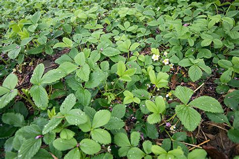 Wild Strawberry Fragaria Virginiana Plant Native Ground Covers And Make