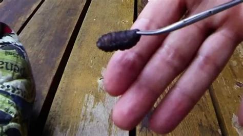 Huge Botfly Maggot Removed From A Chipmunk Cuterebra