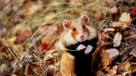 Download Wallpaper 1920x1080 Hamster Wild Leaves Autumn On Two Legs