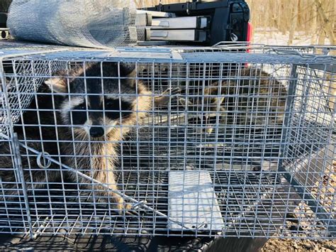 About 80% of our bird species are at risk of extinction. Advanced Wildlife and Pest Control - Pest Control Service ...