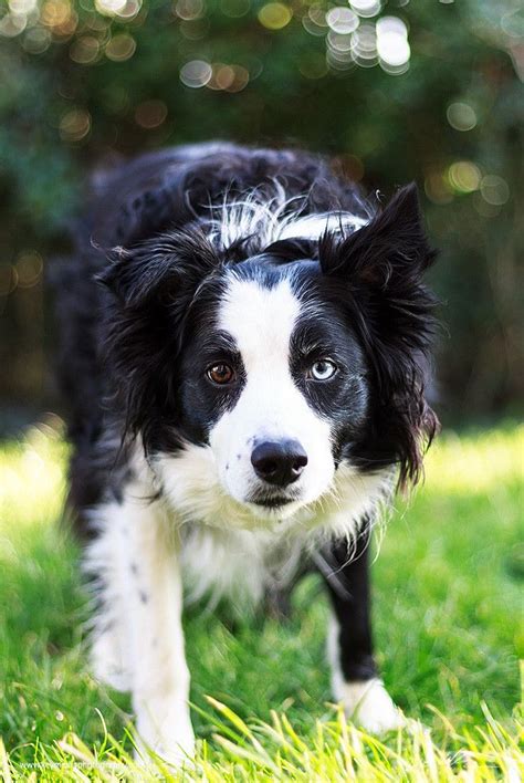 99 Border Collie Stares Down Sheep L2sanpiero