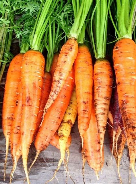 St Valery Carrot Seeds Rare Variety Heirloom Carrot Seed Etsy