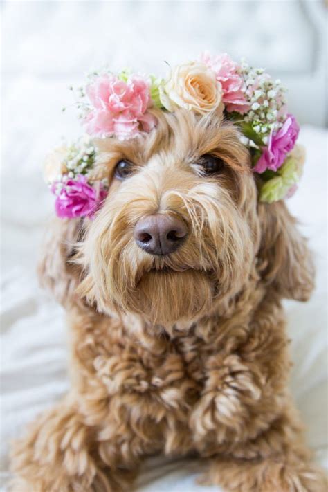 I believe she ate the blue flowers. Dog Ring Bearer | Wedding Dogs | Dogs In Weddings ...