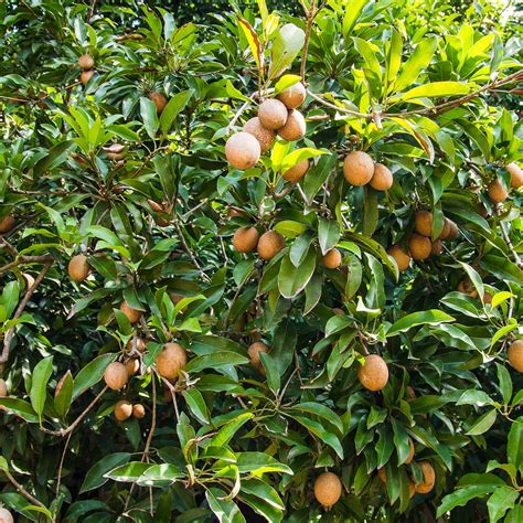 Sapodilla Trees For Sale