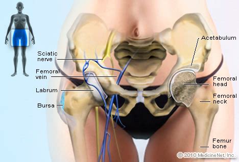 The hip muscles cover the hip joint as a muscle sheath. Picture of Hip Medical Anatomy Picture Image on RxList.com