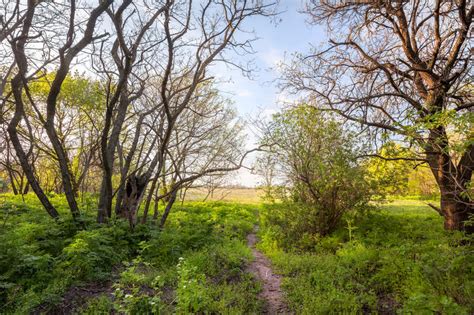 Beautiful Sunset In Magic Forest Trail Spring Landscape