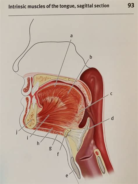 Intrinsic Muscles Of The Tongue Sagittal Section Diagram Quizlet
