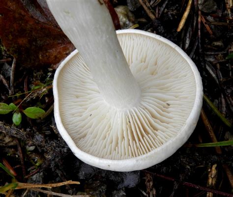 Weißer Pilz am Waldweg, aber welcher? - Pilzbestimmung - 123Pilzforum