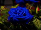 Blue Climbing Roses Images