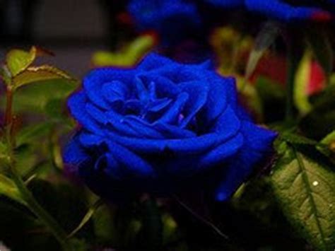 Shop with afterpay on eligible items. Blue roses /Nice blue roses /Blue rose pictures /Nice ...