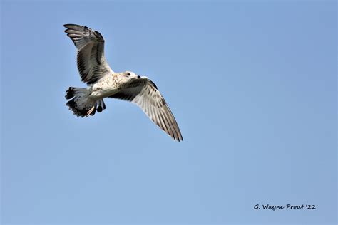 Ring Billed Gull Larus Delawarensis Immature Photograph Flickr