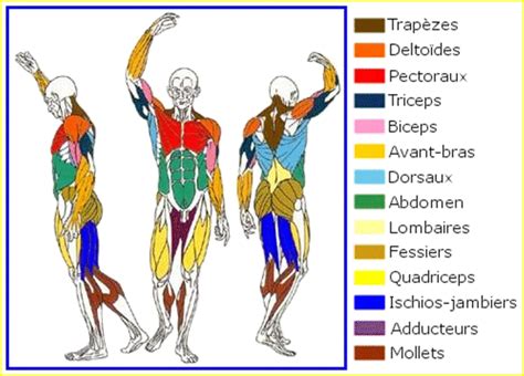 Les Principaux Muscles Du Corps Humain Biologie Corps Musclé