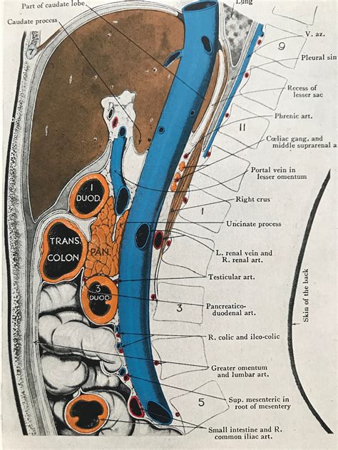 1942 Sagittal Section Of Abdomen Original Vintage Anatomical Etsy