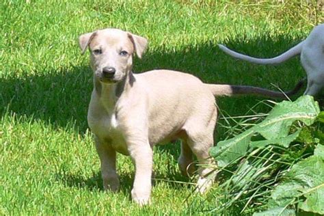 Der greyhound ist kräftig gebaut, groß gewachsen mit großzügigen proportionen, muskelkraft und. Welpen