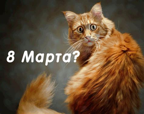 Скачайте или отправьте бесплатно любую прикольную картинку на международный мы вам ещё пригодимся! С праздником 8 марта! от котов.... Обсуждение на LiveInternet - Российский Сервис Онлайн-Дневников