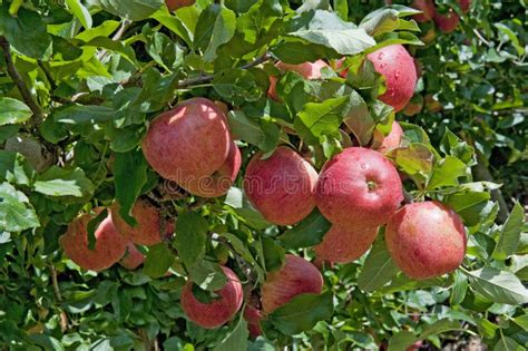 Gala Apples Branch Stock Image Image Of Sell Cool 100545795