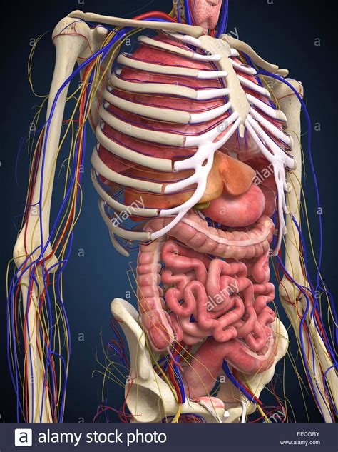 Testes, prostate, scrotum, penis, and duct system, which carries the. Human midsection with internal organs Stock Photo, Royalty ...