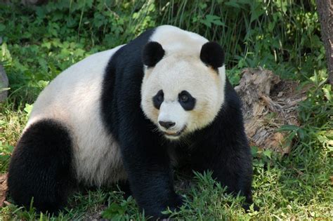 Ver más ideas sobre fondos de pantalla kawaii, kawaii, dibujos kawaii. Osos Panda Fondos de Pantalla 4K | Fotosdelanaturaleza.es