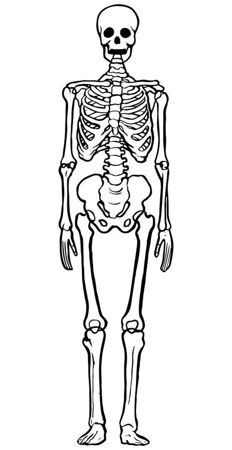 Printable Skeleton Template Esqueleto Humano Para Dibujar Dibujo Del