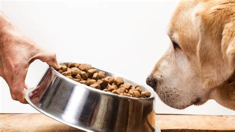 Feeding Your Dog From The Table What You Can And Cant Do According
