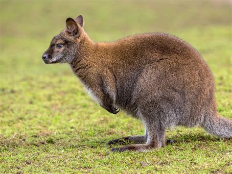 Последние твиты от wallabies (@wallabies). Meet The Wallaby of Australia - The life pile