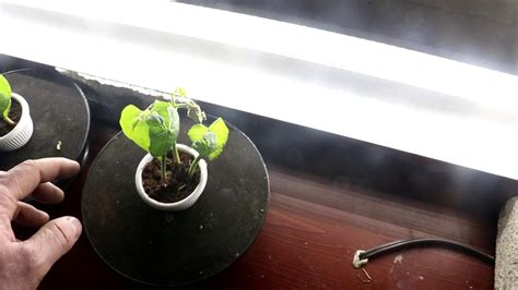 Growing Plants On A Rotating Platform Youtube