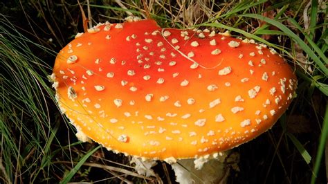 Download Wallpaper 1920x1080 Fly Agaric Mushrooms Poisonous Specks