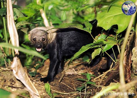 世衛武漢追查疫源 鎖定鼬獾、兔子疑將病毒傳人 疫苗接種順序曝光 陳時中笑問莊人祥：記者排第幾？ 港5類人優先打中國疫苗 他：香港惡警的. 狐鼬_百度百科