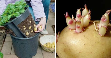 Come Coltivare Le Patate In Un Vaso