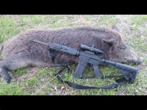 In fact, hundreds of hogs are harvested with them every day. HOG HUNTING!! WITH AR 223 RIFLE - YouTube